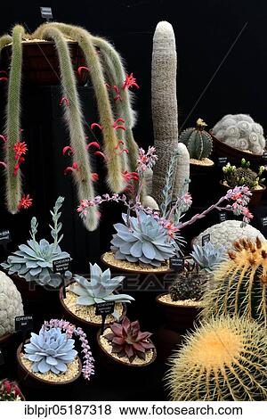 Stock Photo - Different cacti and thick leaf plants with designation, Hampton Court Flower Show, England, Great Britain. Fotosearch