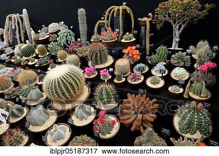 Different cacti with designation, Hampton Court Flower Show, England, Great Britain View Large Photo Image Stock Photo - Different cacti with designation, Hampton Court Flower Show, England, Great Britain. Fotosearch
