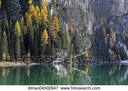 Discolored autumnal larches with reflection in the Lago di Braies or Pragser Wildsee, Dolomites, Province of South Tyrol, Italy, Europe View Large Photo Image Stock Photo - Discolored autumnal larches with reflection in the Lago di Braies or Pragser Wildsee, Dolomites, Province of South Tyrol, Italy, Europe. Fotosearch