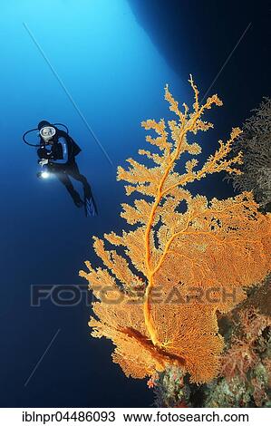 Diver, coral reef, cliff, deep diving, overhang, gorgonian (Annella mollis), Indian Ocean, Maldives, Asia View Large Photo Image Stock Image - Diver, coral reef, cliff, deep diving, overhang, gorgonian (Annella mollis), Indian Ocean, Maldives, Asia. Fotosearch