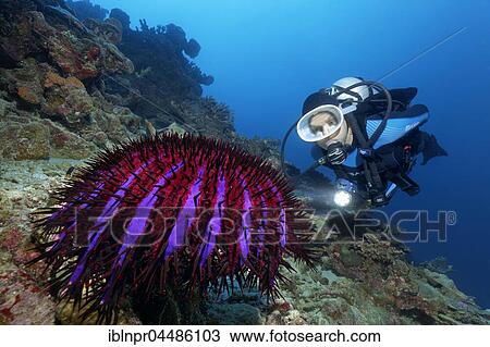 Stock Image - Diver, crown-of-thorns starfish (Acanthaster planci) Indian Ocean, Maldives, Asia. Fotosearch