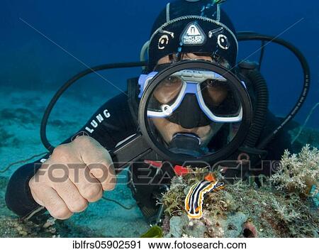 Diver looking with a magnifying glass at a pajama star snail (Chromodoris quadricolor), Indian Ocean, Maldives, Asia View Large Photo Image Stock Image - Diver looking with a magnifying glass at a pajama star snail (Chromodoris quadricolor), Indian Ocean, Maldives, Asia. Fotosearch