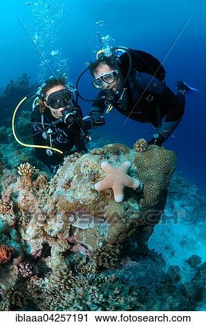 Divers look at granulated sea star (Choriaster granulatus), Indian Ocean, Maldives, Asia View Large Photo Image Stock Image - Divers look at granulated sea star (Choriaster granulatus), Indian Ocean, Maldives, Asia. Fotosearch