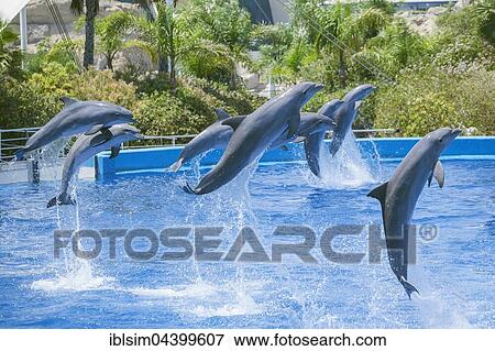 Stock Photo - Dolphins jumping, L'Oceanogràfic, The Oceanographic Aquarium, City of Arts and Sciences, Comunidad Autonoma de Valencia, Spain, Europe. Fotosearch