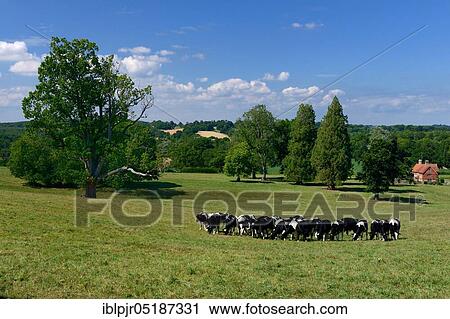 Domestic cattle grazing, West Sussex, England, Great Britain View Large Photo Image Stock Image - Domestic cattle grazing, West Sussex, England, Great Britain. Fotosearch