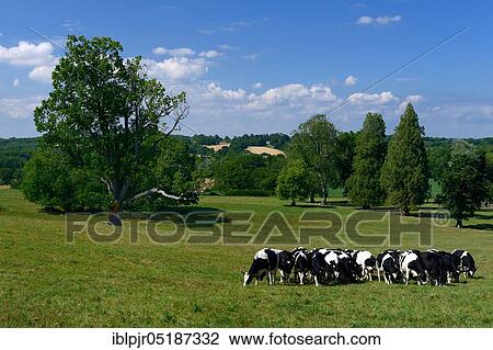 Stock Image - Domestic cattle grazing, West Sussex, England, Great Britain. Fotosearch