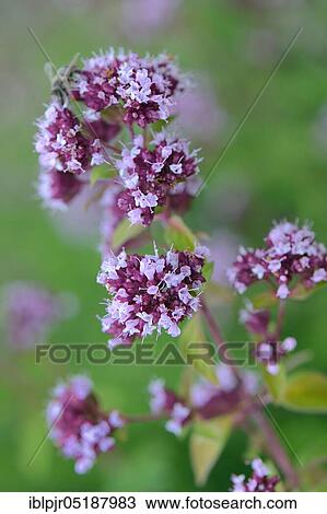 Stock Image - Dost, Wild Marjoram, Origanum vulgare. Fotosearch
