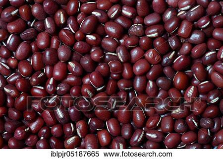 Dried azuki beans, Vigna angularis View Large Photo Image Stock Photography - Dried azuki beans, Vigna angularis. Fotosearch
