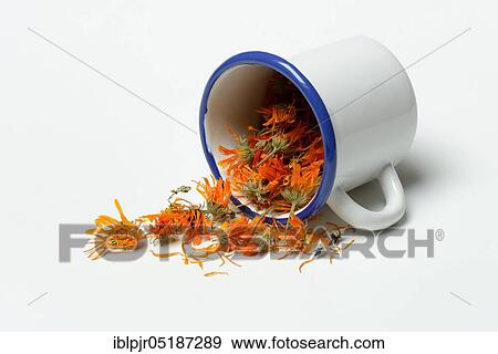 Stock Photo - Dried blossom ( Calendula officinalis) in cup, common Marigold. Fotosearch