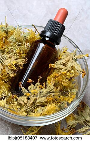 Stock Photo - Dried calendula blossoms in bowl, vial with calendula tincture, Calendula officinalis. Fotosearch