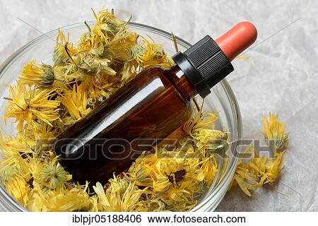 Dried calendula blossoms in bowl, vial with calendula tincture, Calendula officinalis View Large Photo Image Stock Photograph - Dried calendula blossoms in bowl, vial with calendula tincture, Calendula officinalis. Fotosearch