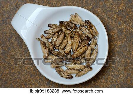 Dried crickets in shell, Acheta domesticus View Large Photo Image Stock Photo - Dried crickets in shell, Acheta domesticus. Fotosearch