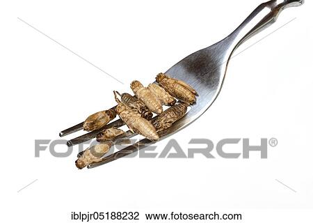 Stock Image - Dried crickets on fork, Acheta domesticus. Fotosearch