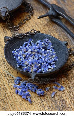 Dried lavender flowers (Lavandula angustifolia) in a weighing pan View Large Photo Image Picture - Dried lavender flowers (Lavandula angustifolia) in a weighing pan. Fotosearch