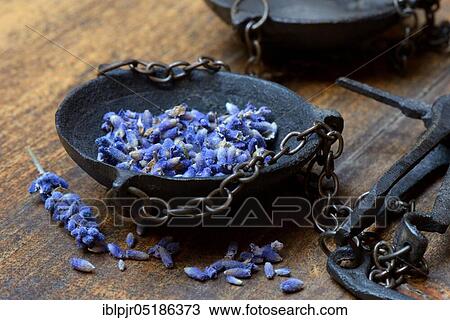 Dried lavender flowers (Lavandula angustifolia) in a weighing pan View Large Photo Image Stock Image - Dried lavender flowers (Lavandula angustifolia) in a weighing pan. Fotosearch