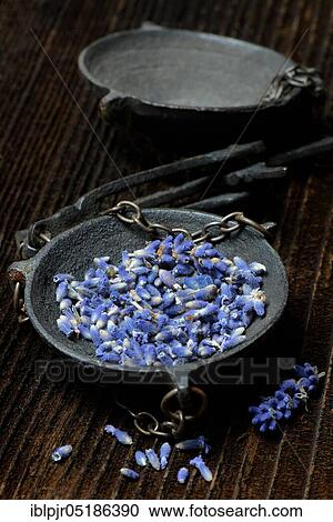 Stock Image - Dried lavender flowers (Lavandula angustifolia) in a weighing pan. Fotosearch