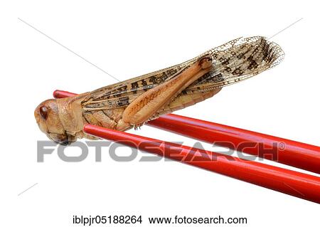 Picture - Dried locust with chopsticks, European migratory locust, Locusta migratoria. Fotosearch