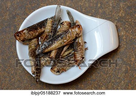 Dried locusts in shell, European locust, Locusta migratoria View Large Photo Image Stock Photo - Dried locusts in shell, European locust, Locusta migratoria. Fotosearch