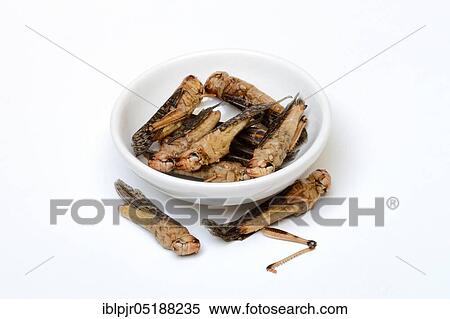Stock Photography - Dried locusts in shell, European locust, Locusta migratoria. Fotosearch