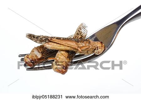 Dried locusts on fork, European locust, Locusta migratoria View Large Photo Image Stock Image - Dried locusts on fork, European locust, Locusta migratoria. Fotosearch