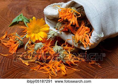 Dried marigold flowers in small bags, Marigold ( Calendula officinalis) View Large Photo Image Stock Image - Dried marigold flowers in small bags, Marigold ( Calendula officinalis). Fotosearch