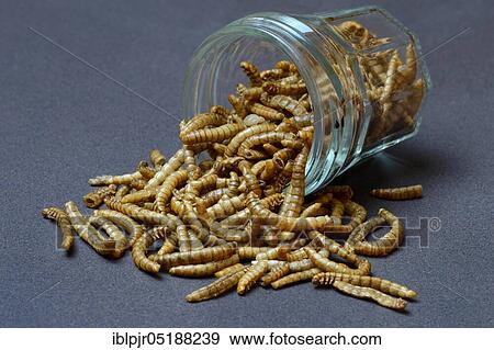 Stock Photo - Dried mealworms in glass, Tenebrio molitor. Fotosearch