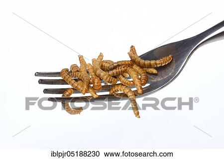 Stock Image - Dried mealworms on fork, Tenebrio molitor. Fotosearch