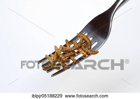 Dried mealworms on fork, Tenebrio molitor View Large Photo Image Stock Photo - Dried mealworms on fork, Tenebrio molitor. Fotosearch