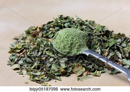 Dried moringa leaves and moringa powder, moringa tea (Moringa oleifera) View Large Photo Image Stock Photo - Dried moringa leaves and moringa powder, moringa tea (Moringa oleifera). Fotosearch