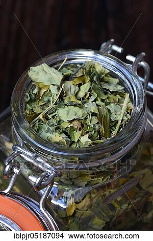 Dried Moringa leaves (Moringa oleifera) View Large Photo Image Picture - Dried Moringa leaves (Moringa oleifera). Fotosearch