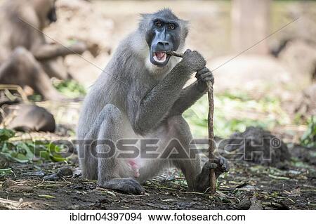 Picture - Drill (Mandrillus leucophaeus), captive, Primate Sanctuary, Limbe, Southwest Region, Cameroon, Africa. Fotosearch