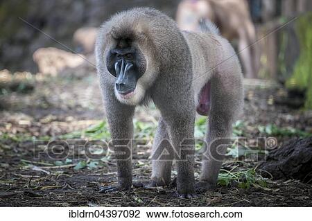 Stock Image - Drill (Mandrillus leucophaeus), captive, Primate Sanctuary, Limbe, Southwest Region, Cameroon, Africa. Fotosearch