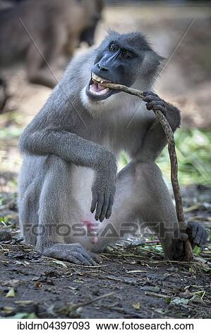 Drill (Mandrillus leucophaeus), captive, Primate Sanctuary, Limbe, Southwest Region, Cameroon, Africa View Large Photo Image Stock Image - Drill (Mandrillus leucophaeus), captive, Primate Sanctuary, Limbe, Southwest Region, Cameroon, Africa. Fotosearch
