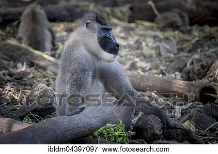 Drill (Mandrillus leucophaeus), captive, Primate Sanctuary, Limbe, Southwest Region, Cameroon, Africa View Large Photo Image Stock Photo - Drill (Mandrillus leucophaeus), captive, Primate Sanctuary, Limbe, Southwest Region, Cameroon, Africa. Fotosearch
