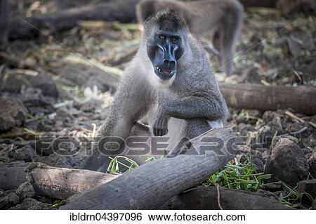 Drill (Mandrillus leucophaeus), captive, Primate Sanctuary, Limbe, Southwest Region, Cameroon, Africa View Large Photo Image Stock Photograph - Drill (Mandrillus leucophaeus), captive, Primate Sanctuary, Limbe, Southwest Region, Cameroon, Africa. Fotosearch