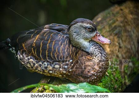 Duck, Singapore Zoo, Singapore, Asia View Large Photo Image Stock Image - Duck, Singapore Zoo, Singapore, Asia. Fotosearch