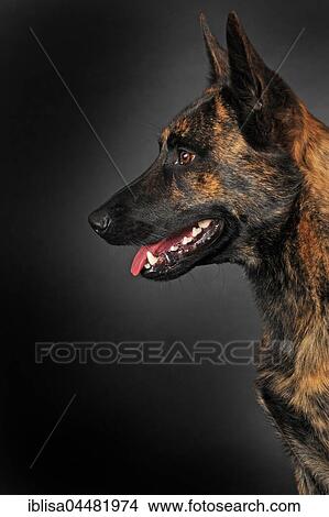 Picture - Dutch Shepherd, short hair, male, portrait. Fotosearch
