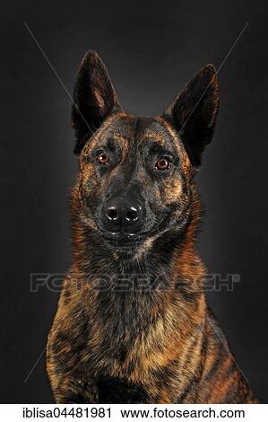 Dutch Shepherd, short hair, male, portrait View Large Photo Image Stock Image - Dutch Shepherd, short hair, male, portrait. Fotosearch