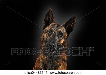 Dutch Shepherd, short hair, male, portrait View Large Photo Image Stock Photography - Dutch Shepherd, short hair, male, portrait. Fotosearch