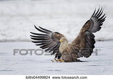 Picture - Eagle (Haliaeetus albicilla), adult lands on a frozen lake, Gostynińsko-Włocławski Park, Poland, Europe. Fotosearch