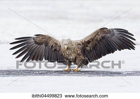 Eagle (Haliaeetus albicilla), adult lands on a frozen lake, Gostynińsko-Włocławski Park, Poland, Europe View Large Photo Image Stock Image - Eagle (Haliaeetus albicilla), adult lands on a frozen lake, Gostynińsko-Włocławski Park, Poland, Europe. Fotosearch