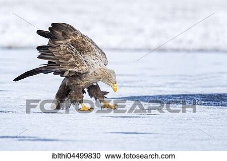 Eagle (Haliaeetus albicilla), threatening adult bird on a frozen lake, Gostynińsko-Włocławski Park, Poland, Europe View Large Photo Image Stock Image - Eagle (Haliaeetus albicilla), threatening adult bird on a frozen lake, Gostynińsko-Włocławski Park, Poland, Europe. Fotosearch