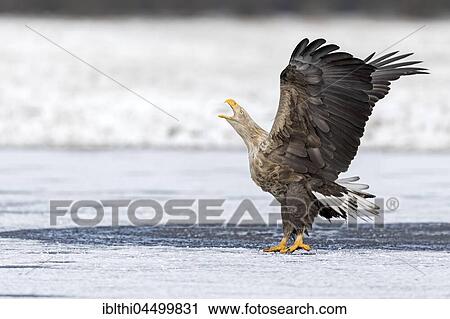 Eagle (Haliaeetus albicilla), screeching adult bird on frozen lake, Gostynińsko-Włocławski Park, Poland, Europe View Large Photo Image Stock Image - Eagle (Haliaeetus albicilla), screeching adult bird on frozen lake, Gostynińsko-Włocławski Park, Poland, Europe. Fotosearch