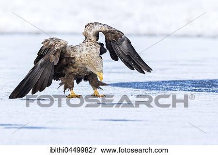 Eagle (Haliaeetus albicilla), threatening adult bird on a frozen lake, Gostynińsko-Włocławski Park, Poland, Europe View Large Photo Image Stock Photo - Eagle (Haliaeetus albicilla), threatening adult bird on a frozen lake, Gostynińsko-Włocławski Park, Poland, Europe. Fotosearch