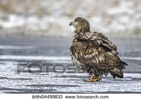 Eagle (Haliaeetus albicilla), young bird on a frozen lake, Gostynińsko-Włocławski Park, Poland, Europe View Large Photo Image Stock Image - Eagle (Haliaeetus albicilla), young bird on a frozen lake, Gostynińsko-Włocławski Park, Poland, Europe. Fotosearch