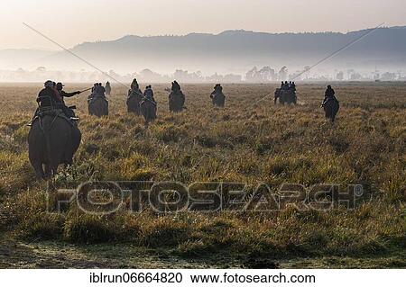 Early morning elephant ride on elephants through the elephant grass, Unesco world heritage site, Kaziranga National Park, Assam, India, Asia View Large Photo Image Stock Image - Early morning elephant ride on elephants through the elephant grass, Unesco world heritage site, Kaziranga National Park, Assam, India, Asia. Fotosearch