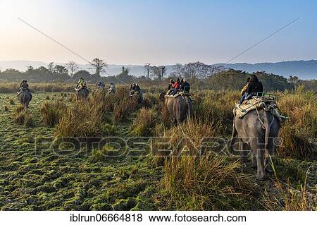 Early morning elephant ride on elephants through the elephant grass, Unesco world heritage site, Kaziranga National Park, Assam, India, Asia View Large Photo Image Stock Photo - Early morning elephant ride on elephants through the elephant grass, Unesco world heritage site, Kaziranga National Park, Assam, India, Asia. Fotosearch