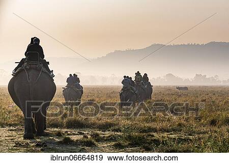 Early morning elephant ride on elephants through the elephant grass, Unesco world heritage site, Kaziranga National Park, Assam, India, Asia View Large Photo Image Stock Photo - Early morning elephant ride on elephants through the elephant grass, Unesco world heritage site, Kaziranga National Park, Assam, India, Asia. Fotosearch