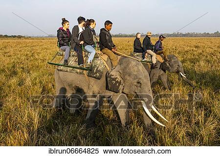 Early morning elephant ride on elephants through the elephant grass, Unesco world heritage site, Kaziranga National Park, Assam, India, Asia View Large Photo Image Stock Photography - Early morning elephant ride on elephants through the elephant grass, Unesco world heritage site, Kaziranga National Park, Assam, India, Asia. Fotosearch