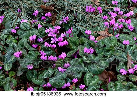 Stock Photograph - Early spring cyclamen ( Cyclamen coum ssp. caucasicum). Fotosearch